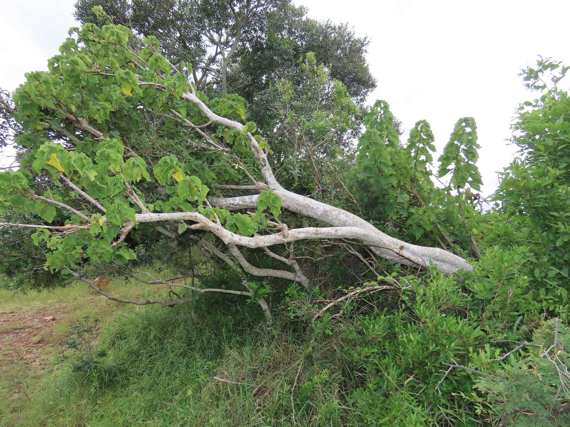 Image of Rock tree-nettle