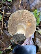 Image of Lactarius chelidonium Peck 1872