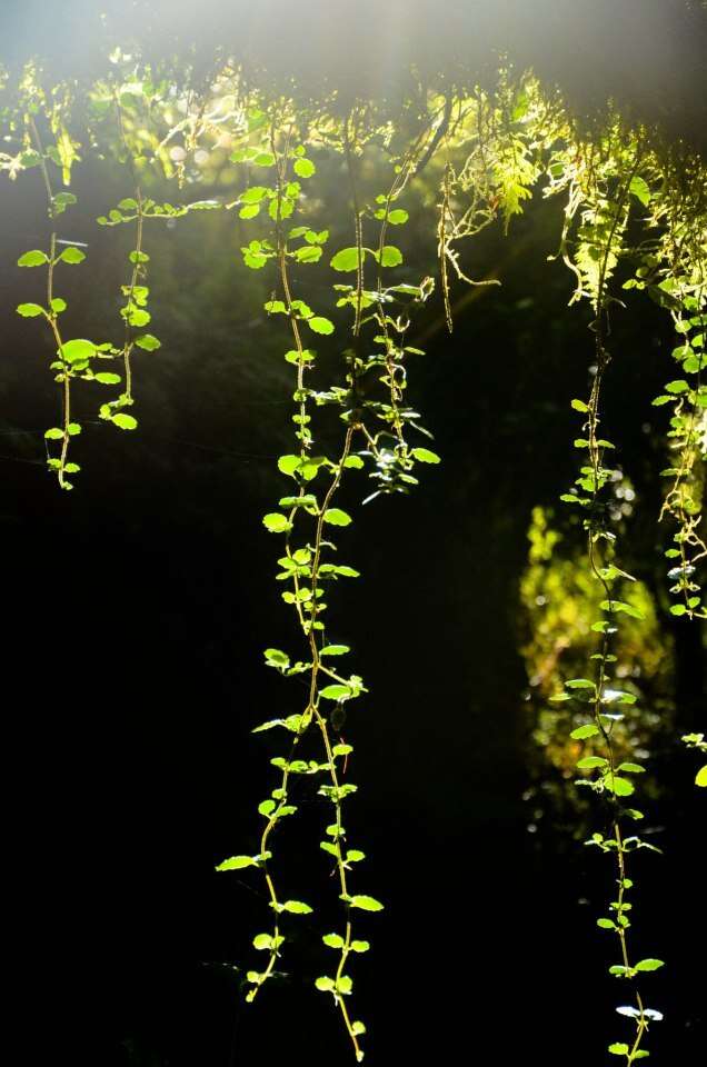 Imagem de Asteranthera ovata (Cav.) Hanst.