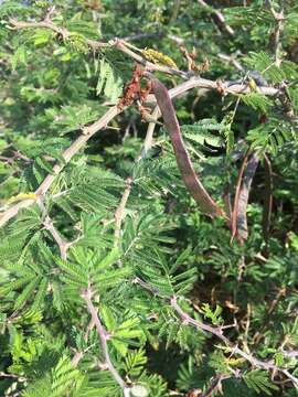 Imagem de Painteria leptophylla (DC.) Britton & Rose