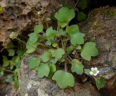 Sivun Saxifraga hederacea L. kuva