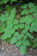 Image of American spikenard