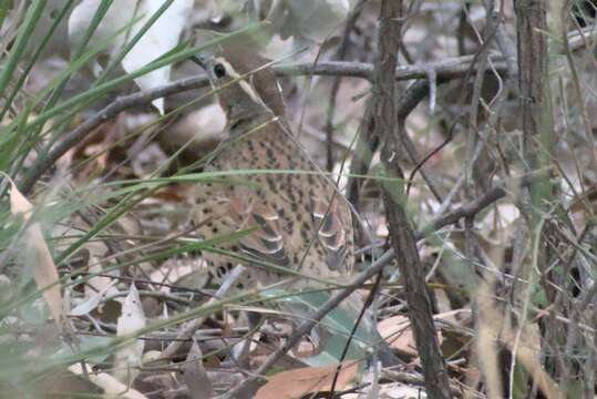 Image of Spotted Quail-thrush