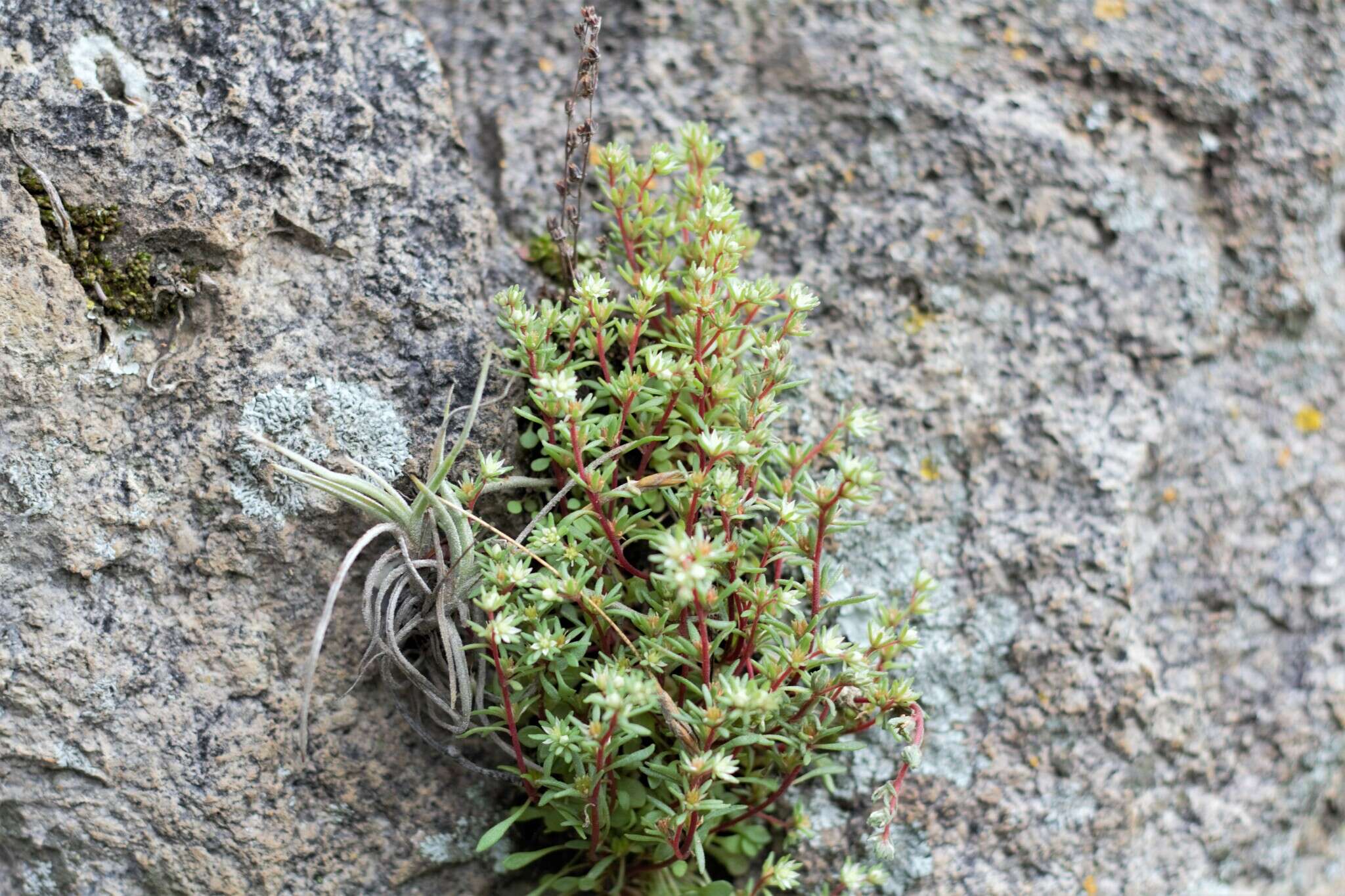 Image of Sedum meyranianum J. Metzger