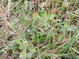 Image of smartweed leaf-flower
