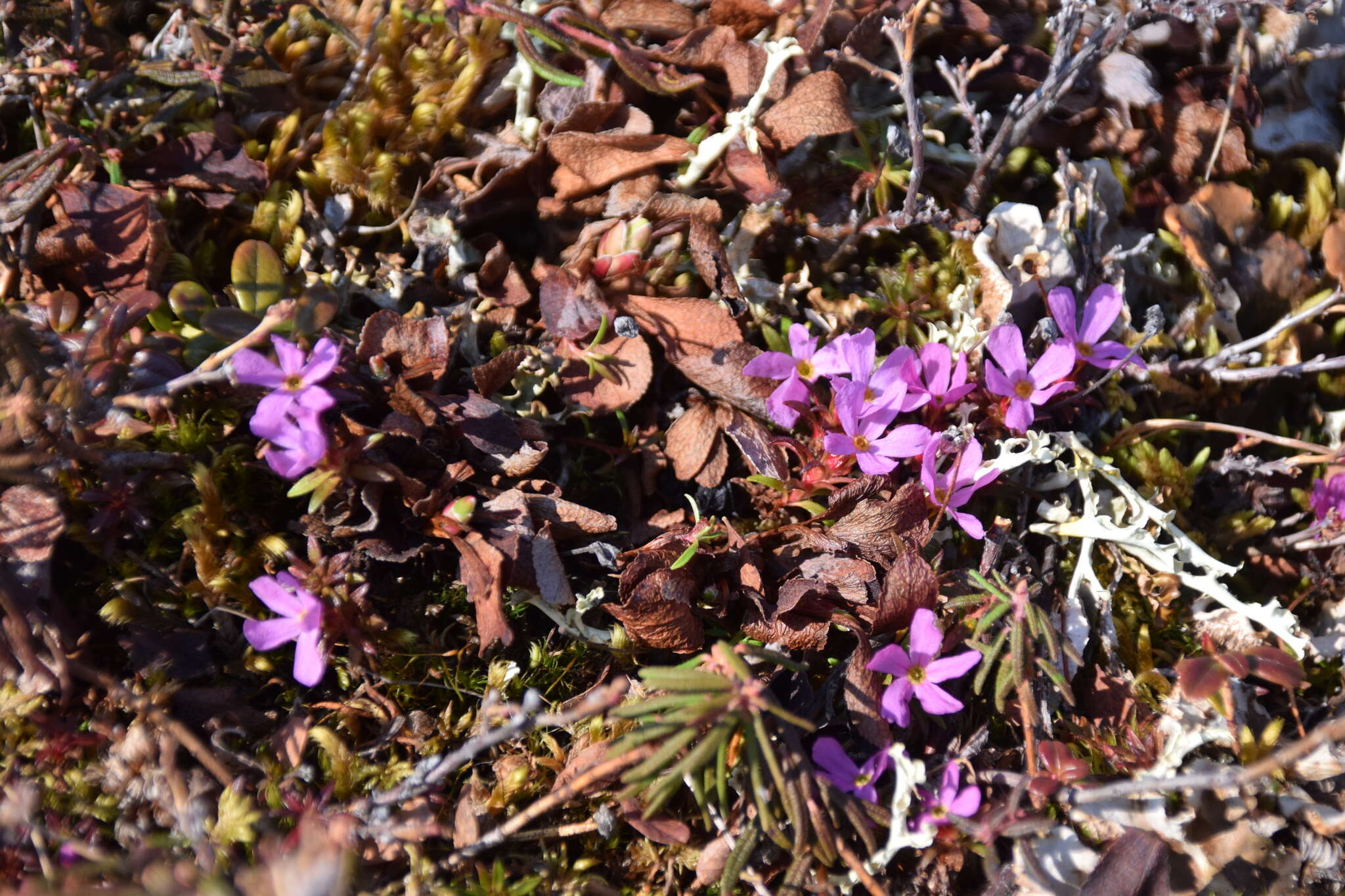 Image of Mackenzie River dwarf-primrose