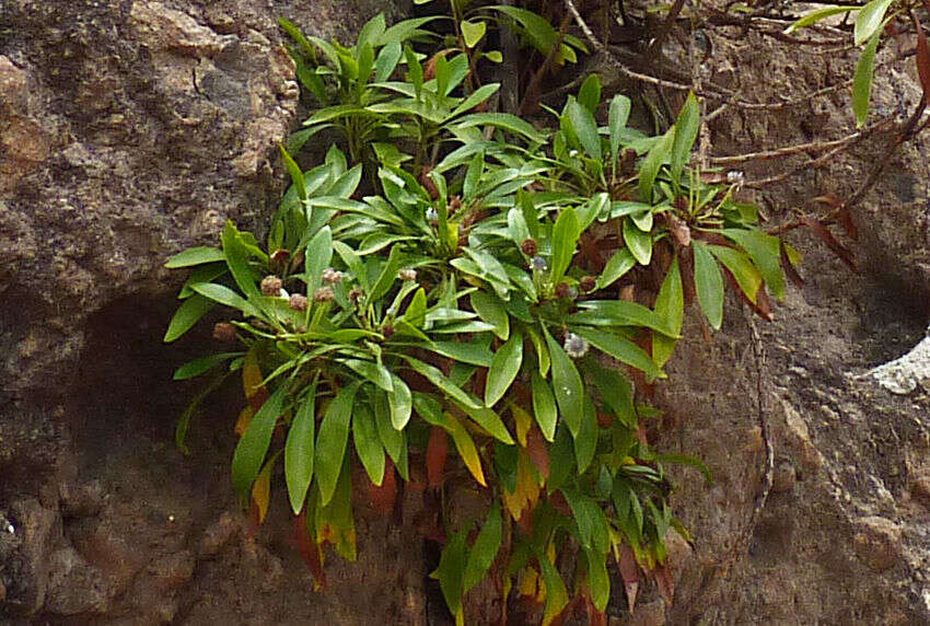 Image of Globularia amygdalifolia Webb