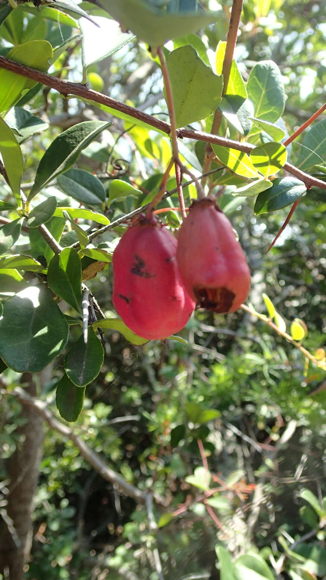 Image of Putterlickia pyracantha (L.) Szyszylowicz