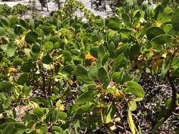 Imagem de Arctostaphylos patula subsp. patula