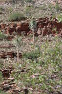 Euphorbia eduardoi L. C. Leach resmi