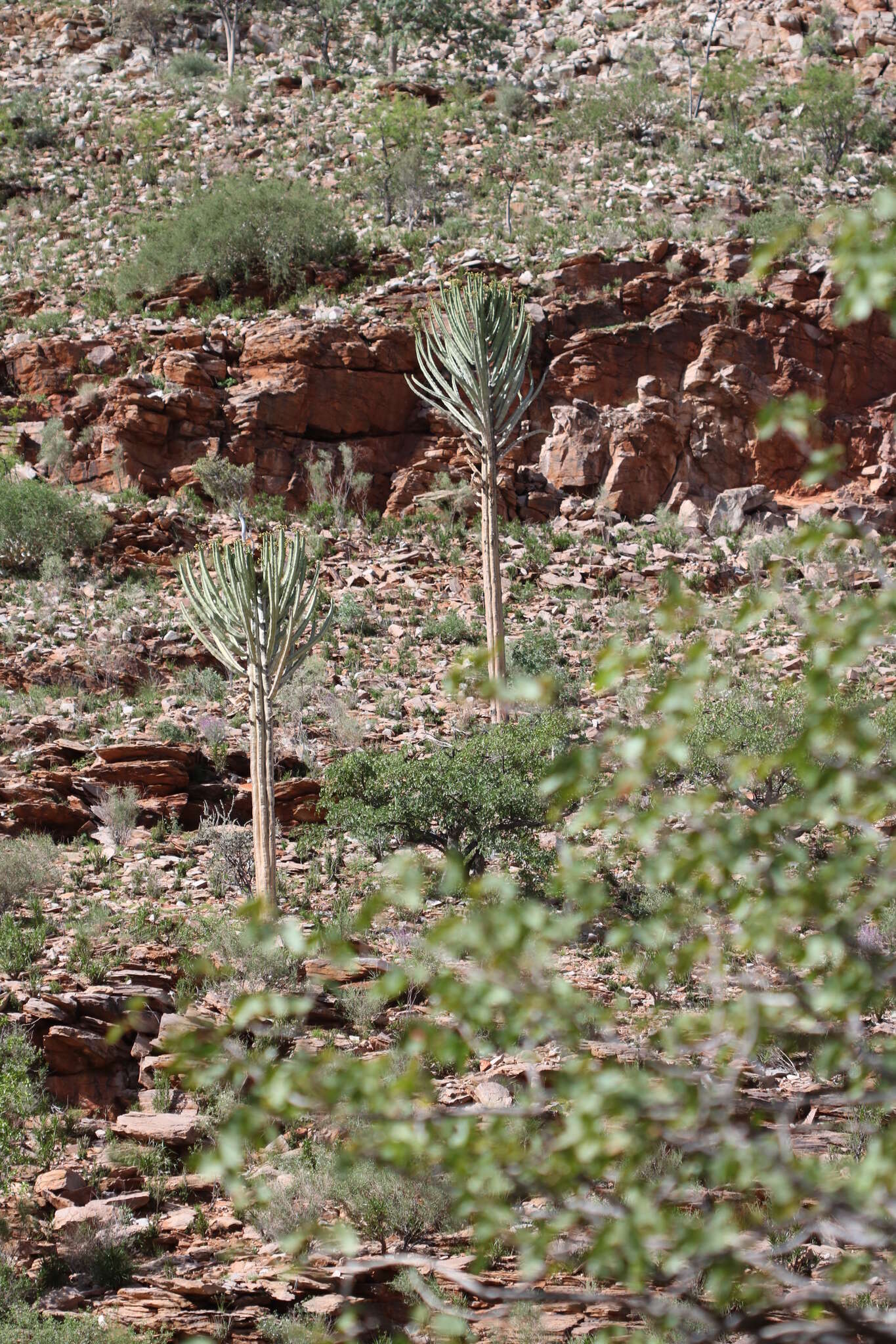 Euphorbia eduardoi L. C. Leach resmi