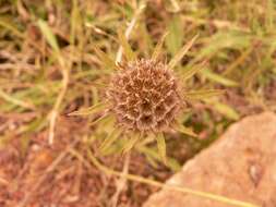 Image of Lomelosia songarica (Schrenk ex Fischer & Meyer) J. Soják