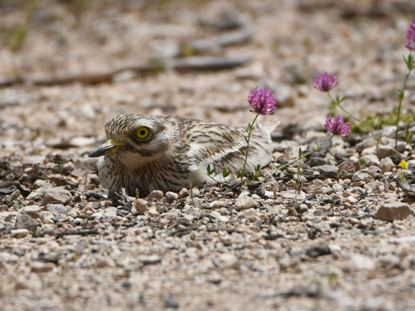 Image of Eurasian Stone-curlew