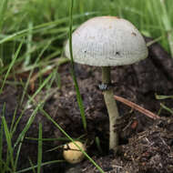 Image de Protostropharia