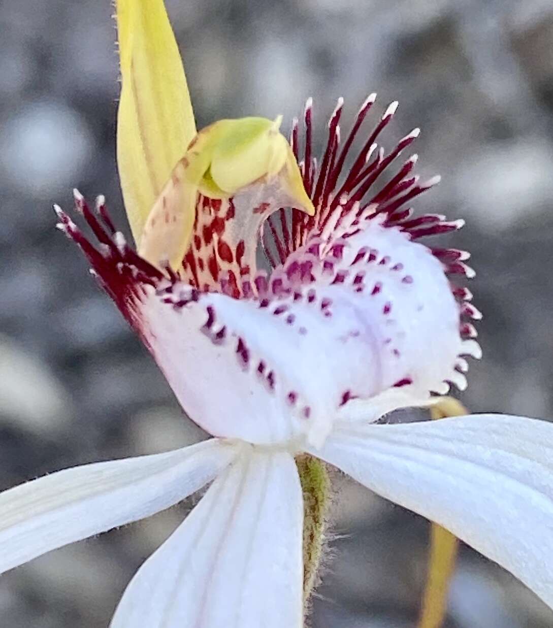 Image of Caladenia longicauda Lindl.