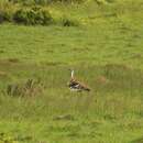 Image of Denham's Bustard