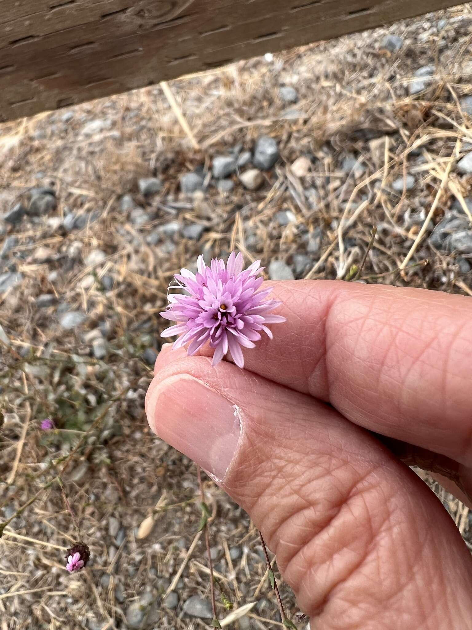 Plancia ëd Lessingia ramulosa A. Gray