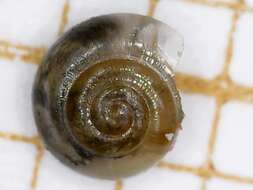 Image of common crystal snail