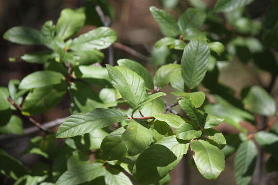 Imagem de Frangula betulifolia (Greene) Grubov