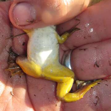 Xenopus muelleri (Peters 1844) resmi