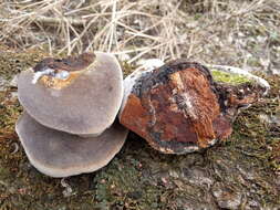 Image of Phellinus igniarius (L.) Quél. 1886