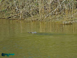 Image of Broad-snouted Crocodile