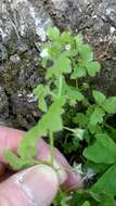 صورة Nemophila aphylla (L.) Brummitt