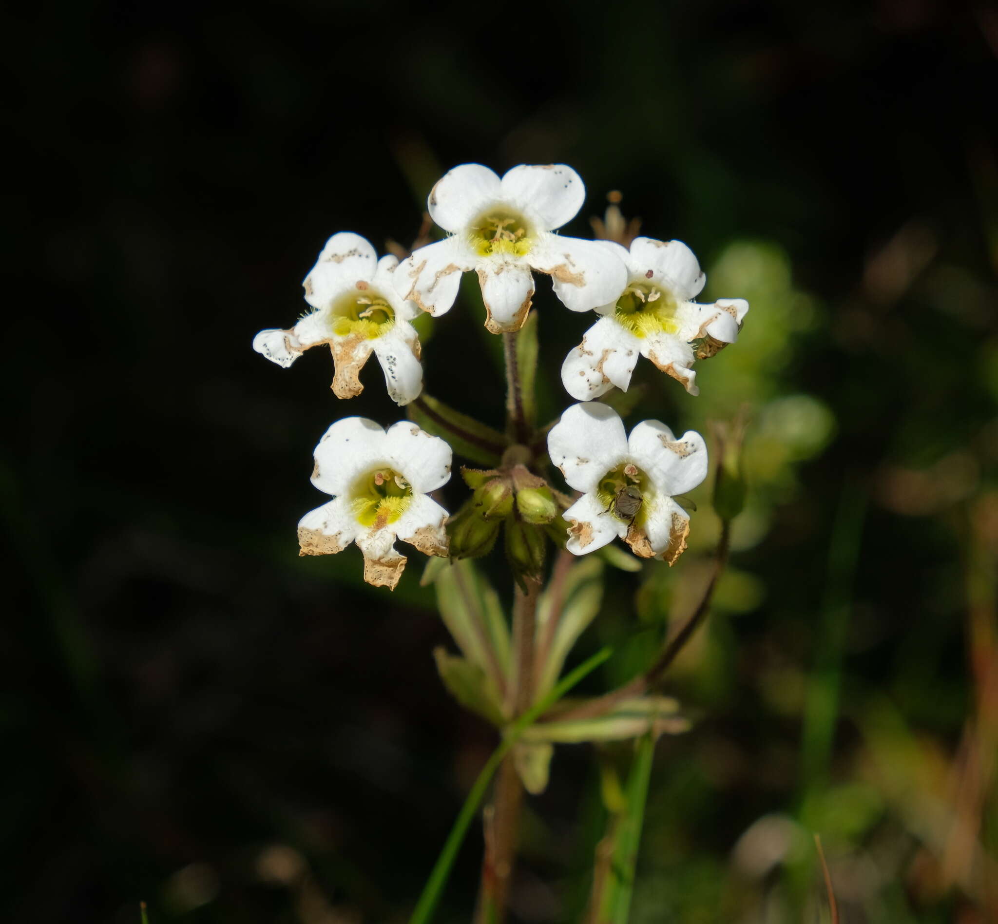 Imagem de Ourisia macrophylla subsp. lactea (L. B. Moore) Meudt