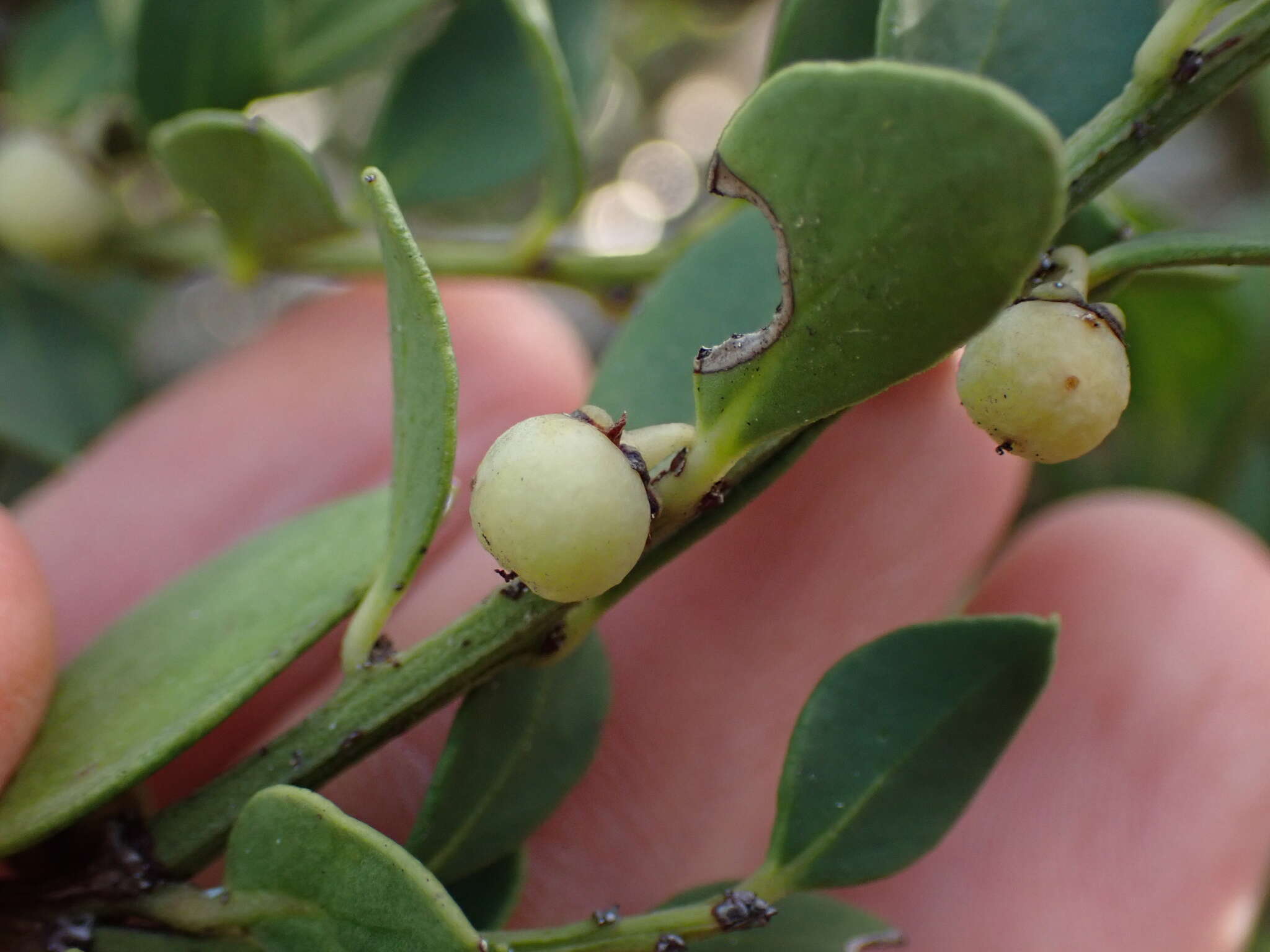 Image de Robsonodendron maritimum (Bolus) R. H. Archer