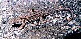 Image of Strauch's Racerunner