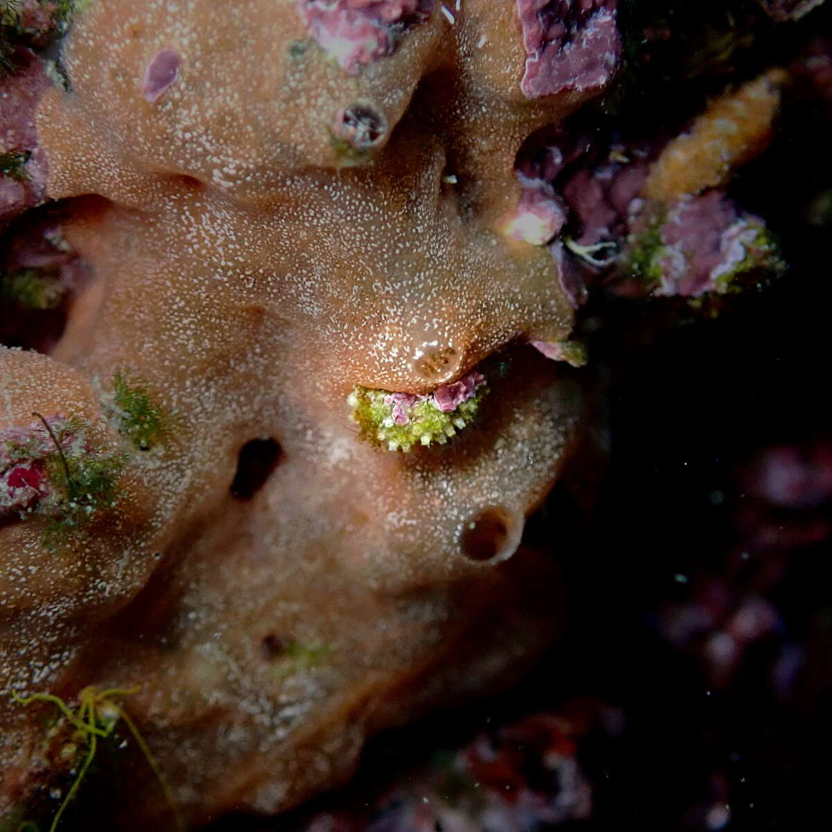 Image of Celleporina mangnevillana (Lamouroux 1816)