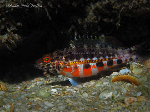 Imagem de Serranus baldwini (Evermann & Marsh 1899)