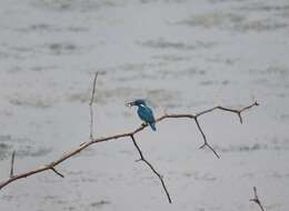 صورة Alcedo coerulescens Vieillot 1818