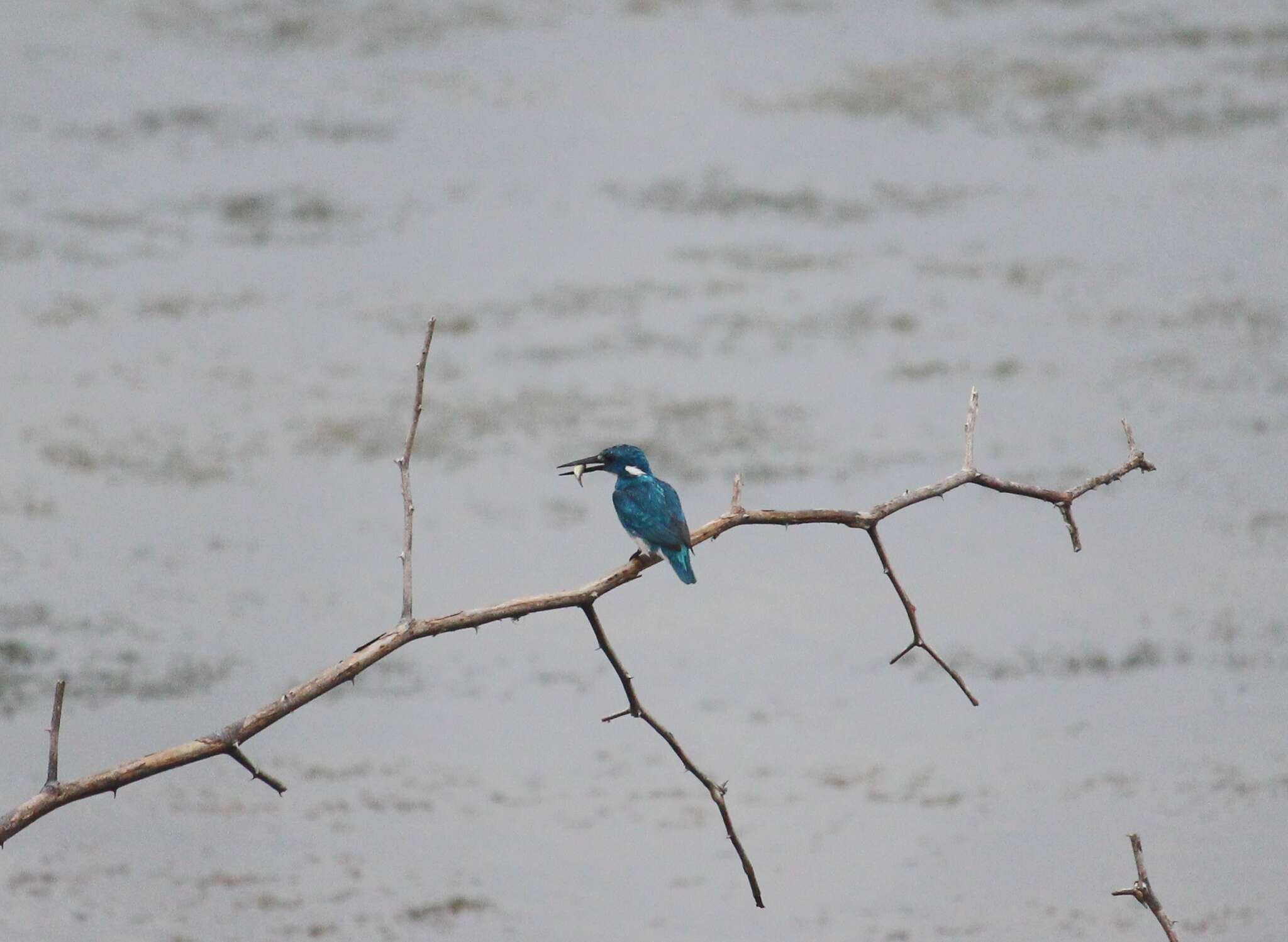 صورة Alcedo coerulescens Vieillot 1818