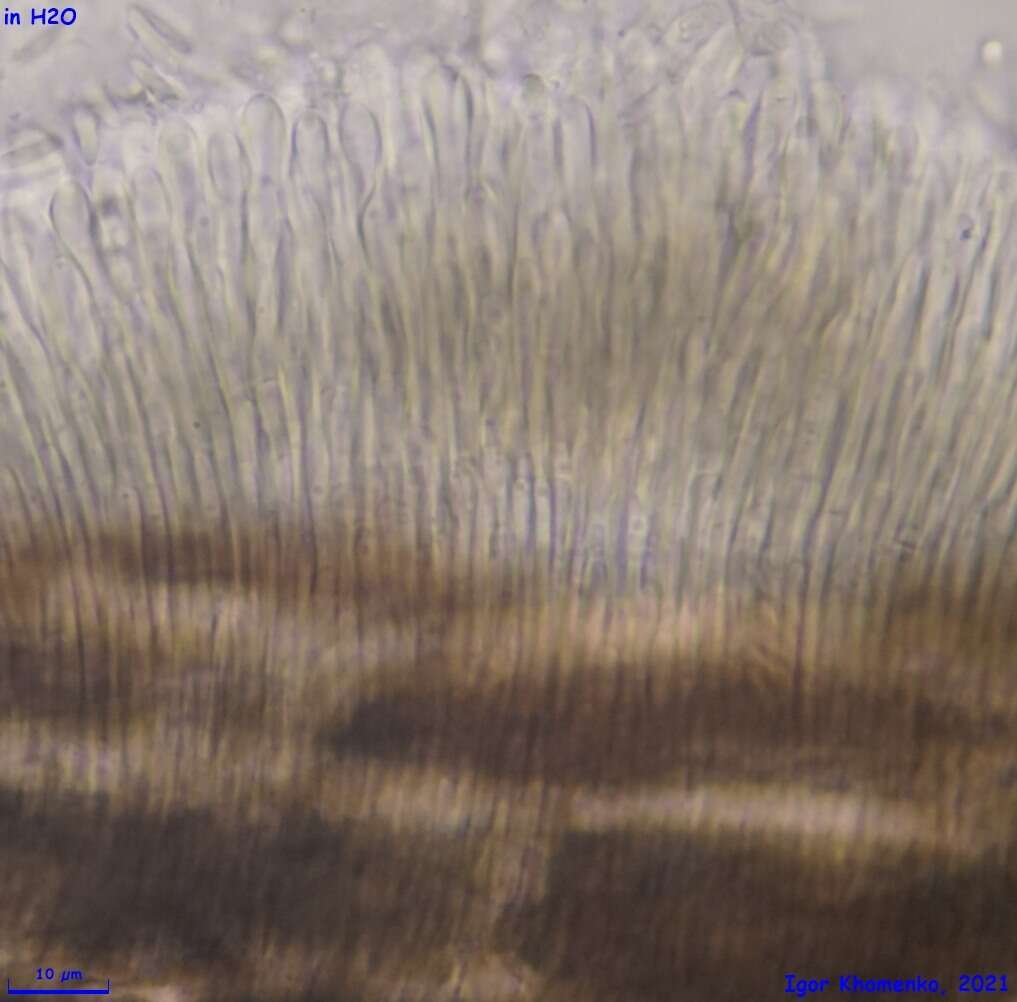 Image of Pyrenopeziza petiolaris (Alb. & Schwein.) Nannf. 1932