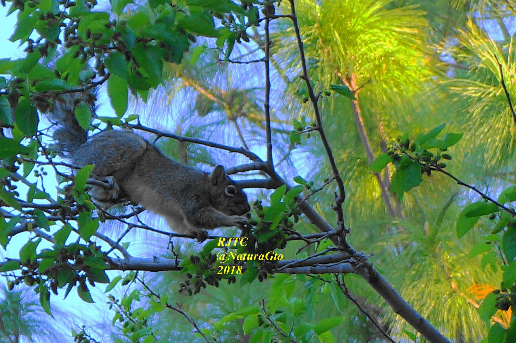 Image of Peters's squirrel