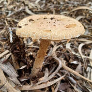 Plancia ëd Saproamanita nauseosa (Wakef.) Redhead, Vizzini, Drehmel & Contu 2016