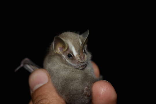 Image of Northern Little Yellow-eared Bat