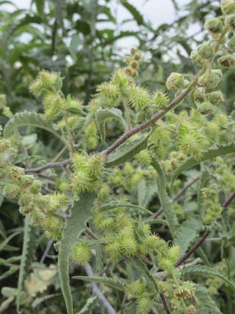 Image of Ambrosia-leaf Bursage