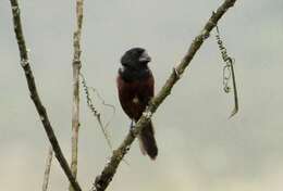 Image of Chestnut-bellied Seed Finch