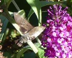 Image de Macroglossum micacea Walker 1856