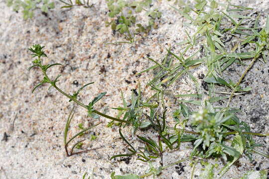 Image of Phyllopodium heterophyllum (L. fil.) Benth.