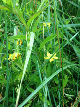 Image of Lance-Leaf Yellow-Loosestrife