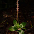 Plancia ëd Crepidium resupinatum (G. Forst.) Szlach.