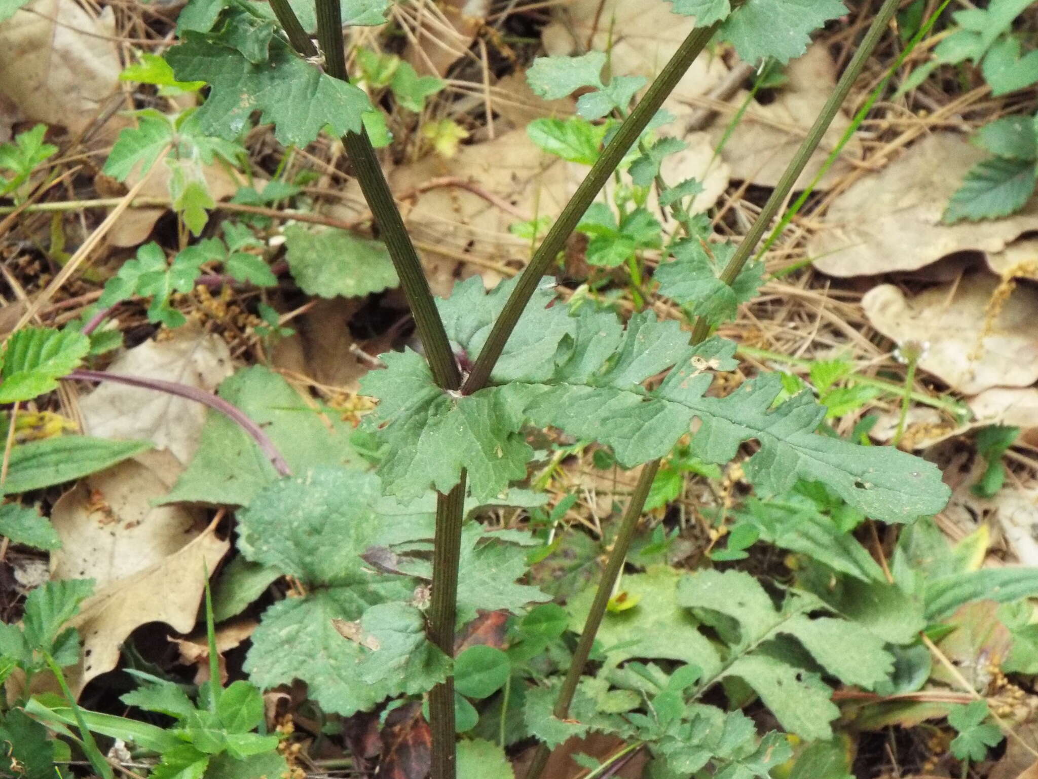 Image of Packera coahuilensis (Greenm.) C. Jeffrey