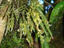 Image of Acianthera hygrophila (Barb. Rodr.) Pridgeon & M. W. Chase