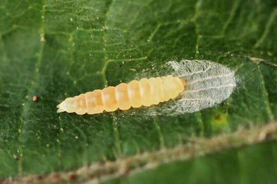 Image of Bucculatrix thoracella Thunberg 1794