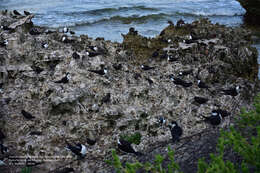 Image of Brown-backed terns