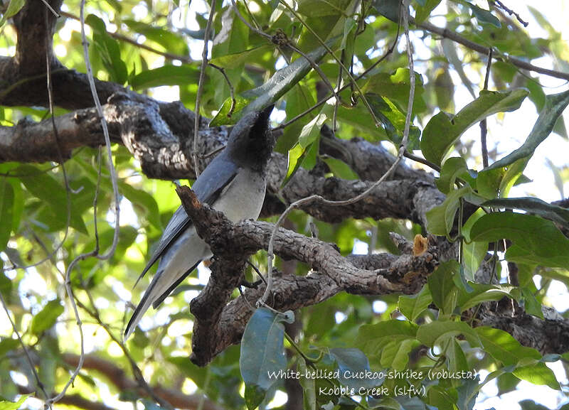 Image of Coracina papuensis robusta (Latham 1801)