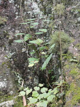 Image of Thalictrum acutifolium (Hand.-Mazz.) B. Boivin